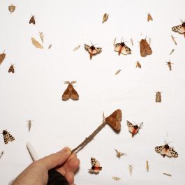  Frederick Vidal – visual research