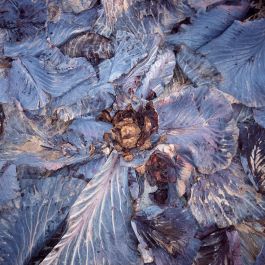  Frederick Vidal – visual research