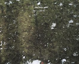  Frederick Vidal – visual research