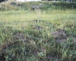  Frederick Vidal – visual research