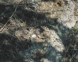  Frederick Vidal – visual research