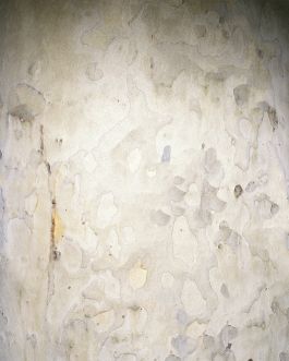 Platane remix Frederick Vidal – visual research