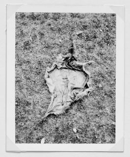  Frederick Vidal – visual research