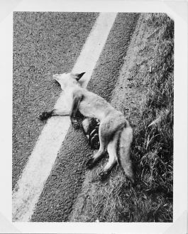  Frederick Vidal – visual research