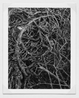  Frederick Vidal – visual research