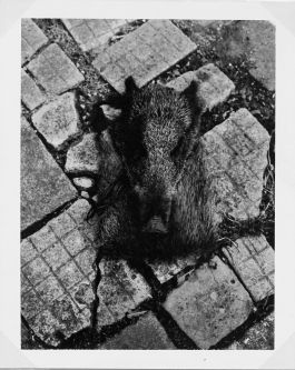  Frederick Vidal – visual research