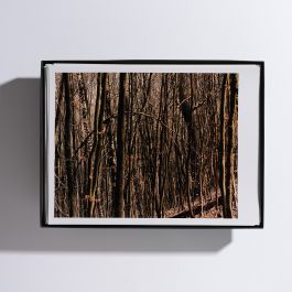  Frederick Vidal – visual research