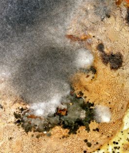  Frederick Vidal – visual research