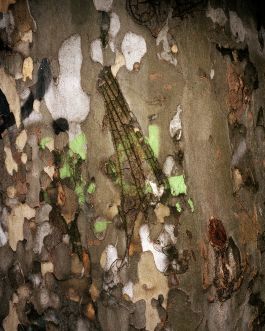  Frederick Vidal – visual research