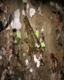  Frederick Vidal – visual research