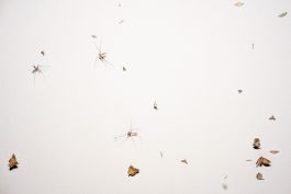  Frederick Vidal – visual research