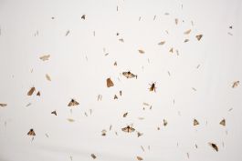  Frederick Vidal – visual research