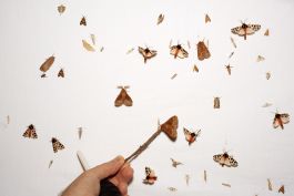  Frederick Vidal – visual research