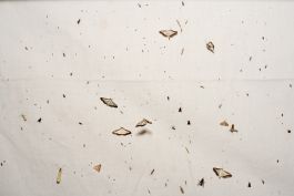  Frederick Vidal – visual research