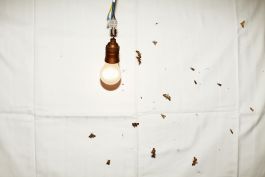  Frederick Vidal – visual research