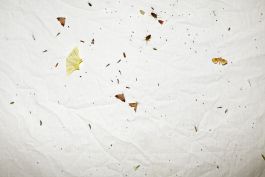  Frederick Vidal – visual research