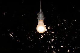  Frederick Vidal – visual research