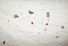  Frederick Vidal – visual research