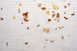  Frederick Vidal – visual research