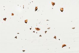  Frederick Vidal – visual research