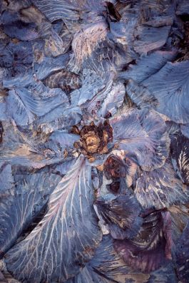  Frederick Vidal – visual research