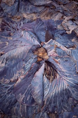  Frederick Vidal – visual research