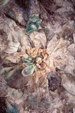  Frederick Vidal – visual research