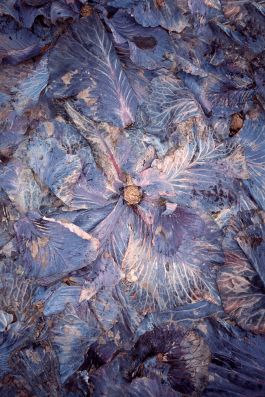  Frederick Vidal – visual research