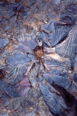  Frederick Vidal – visual research