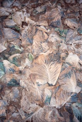  Frederick Vidal – visual research