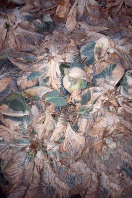  Frederick Vidal – visual research