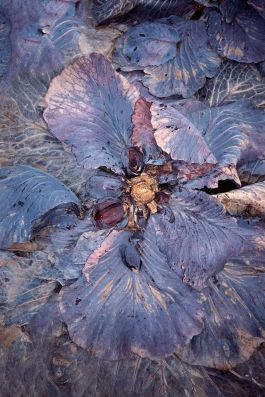  Frederick Vidal – visual research