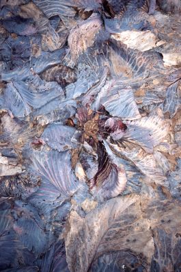  Frederick Vidal – visual research