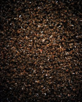  Frederick Vidal – visual research